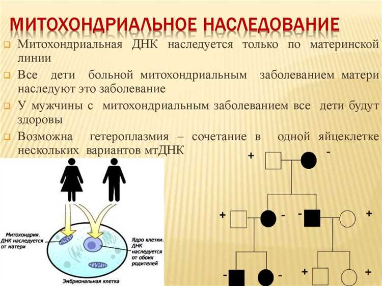 Митохондриальная генетика и цвет волос: связь и открытия, которые стоит знать