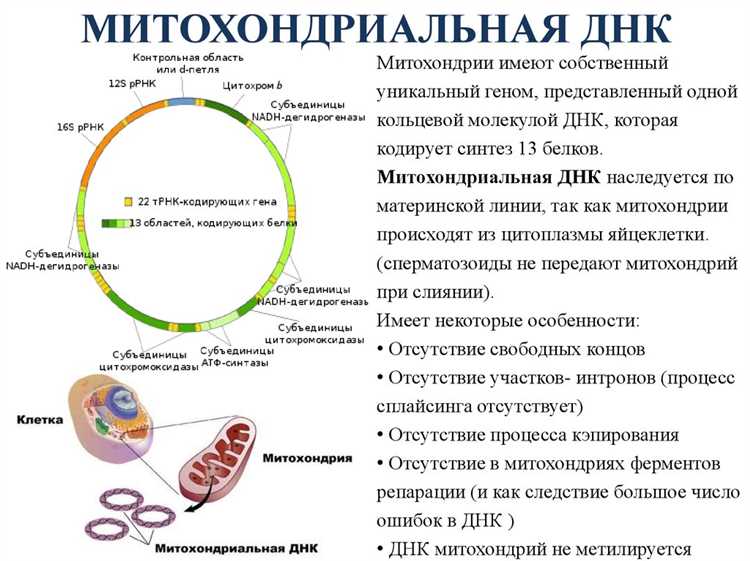 Митохондриальная генетика и цвет волос: связь и открытия, которые стоит знать