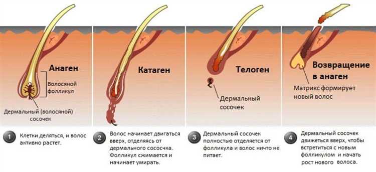 Зима и рост волос