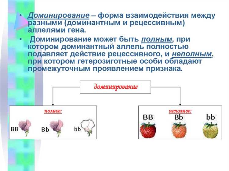 Механизмы действия рецессивных и доминантных генов